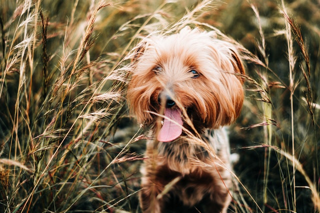 Hunderacer, der passer perfekt til livet i sommerhus